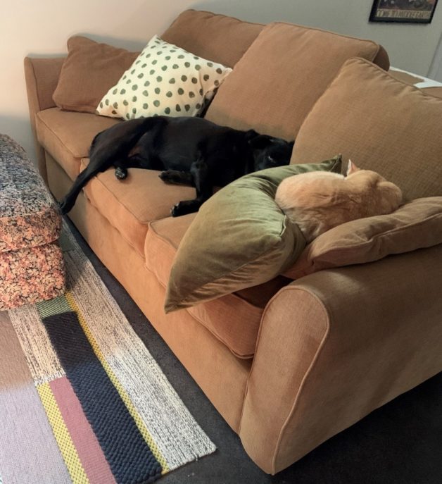 Pets sleeping on a sofa.
