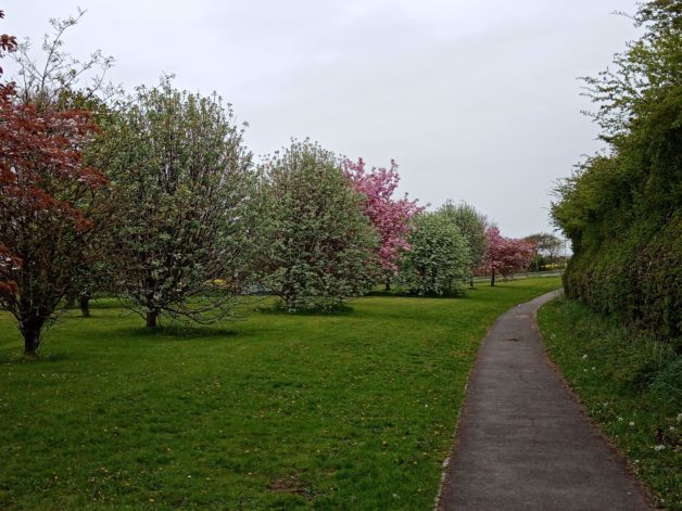 trail through the trees.