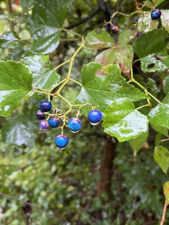 porcelain berries in the rain.