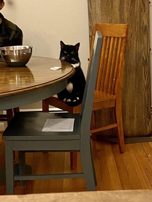Tuxedo cat sitting in a chair.