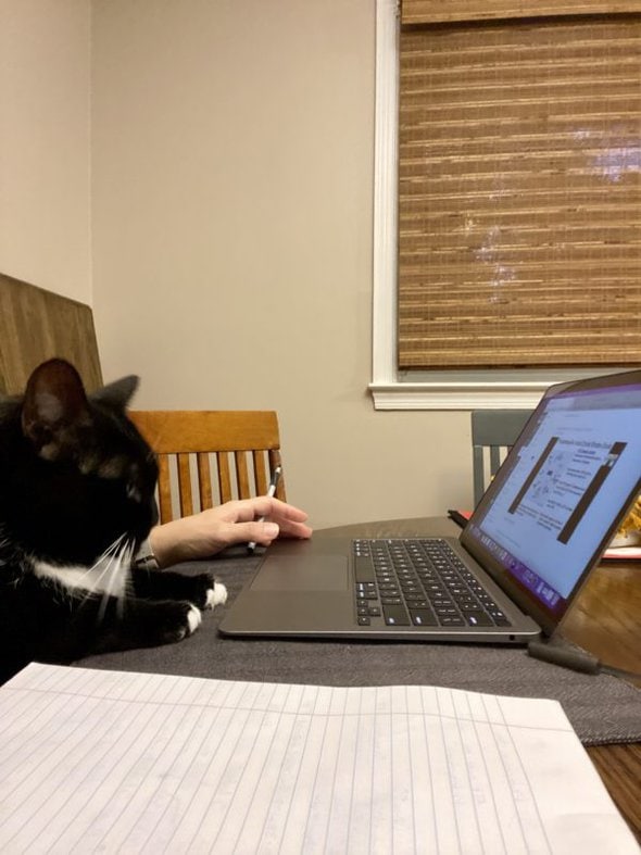 Cat by the laptop.