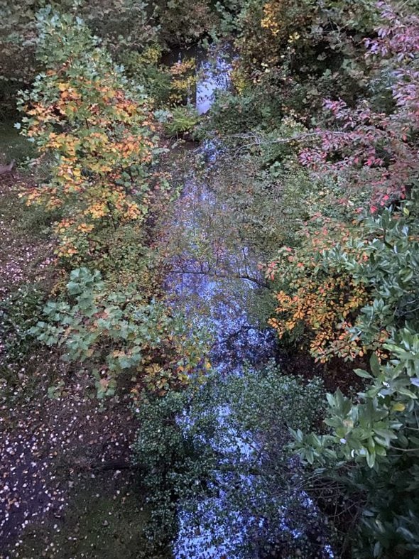 view of fall trees.