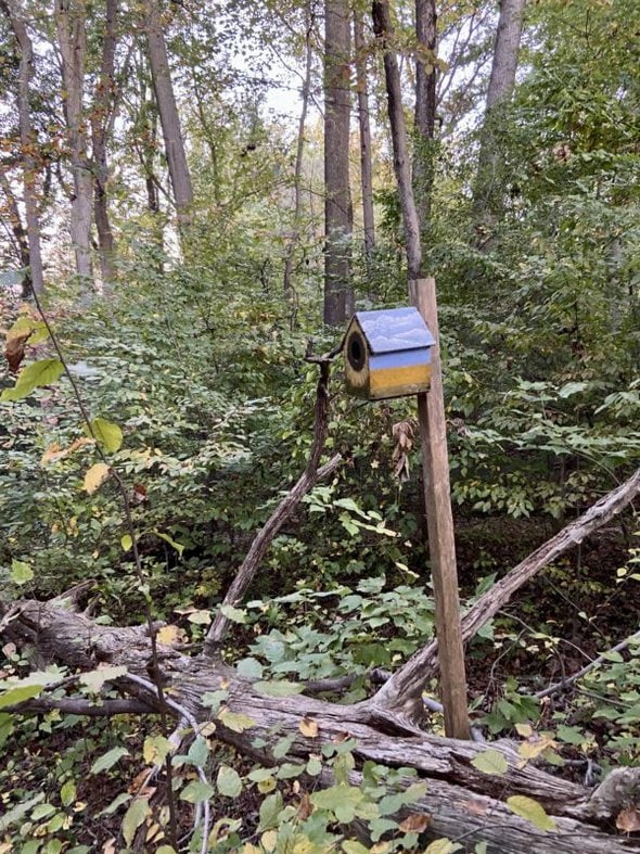 small birdhouse in the woods.