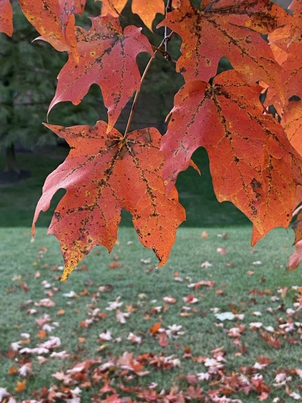 A red leaf.