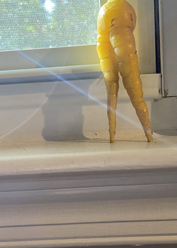 leggy yellow carrot.