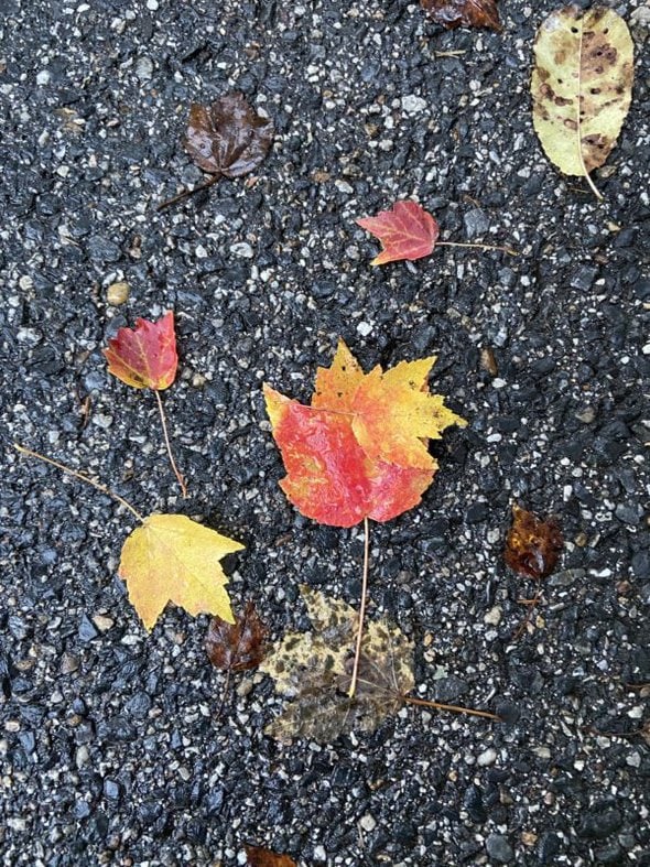 maple leaf on asphalt.