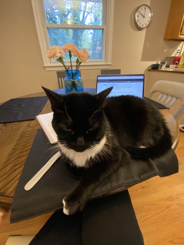 cat sitting on table.