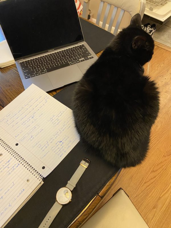 cat on table, viewed from above.