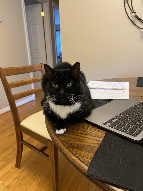 Cat sitting on table.