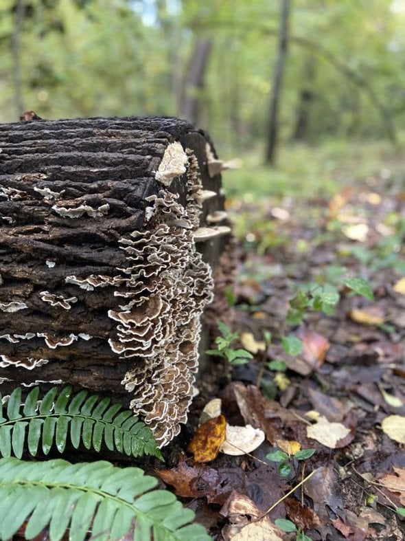 fungi on a log.