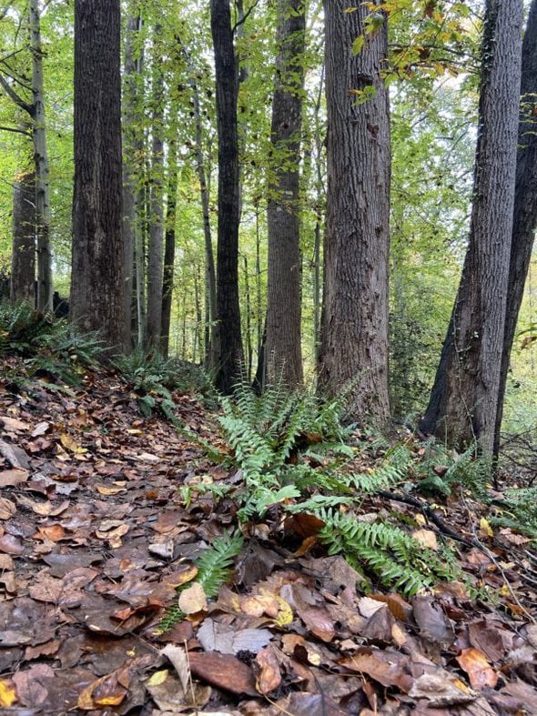 fern on a walking trail.