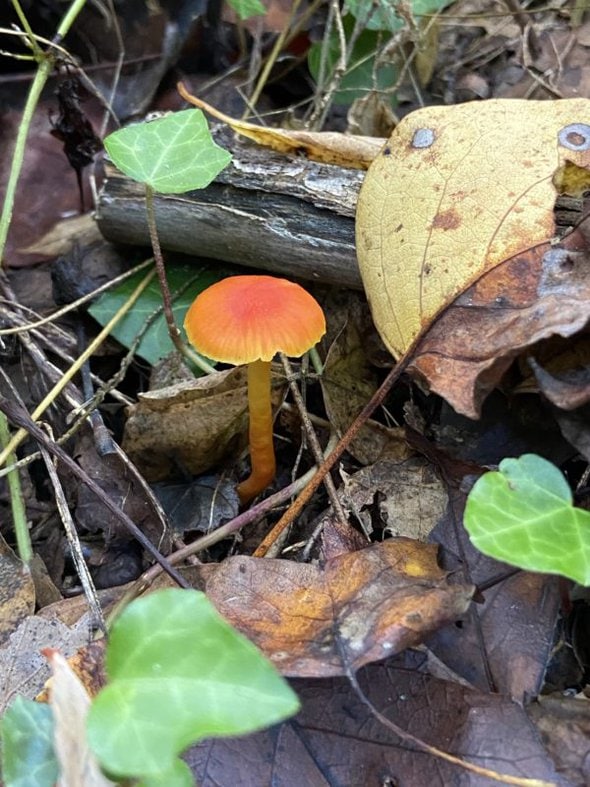 red mushroom.