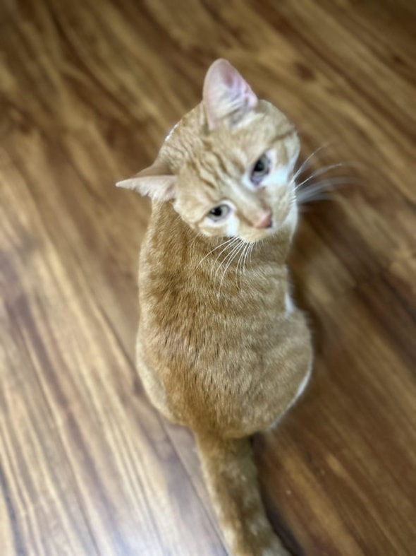 orange cat on a wood floor.