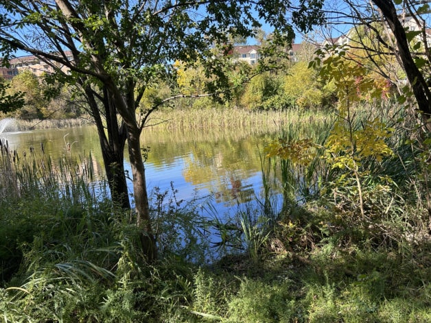 a lake surrounded by trees.