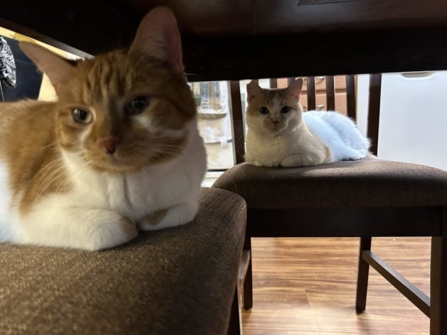 two cats on chairs.