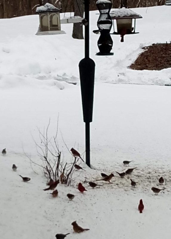 bird feeder in the snow.