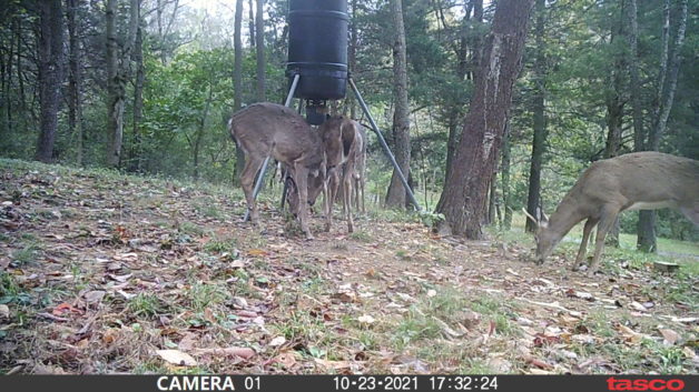 deer at a corn feeder.