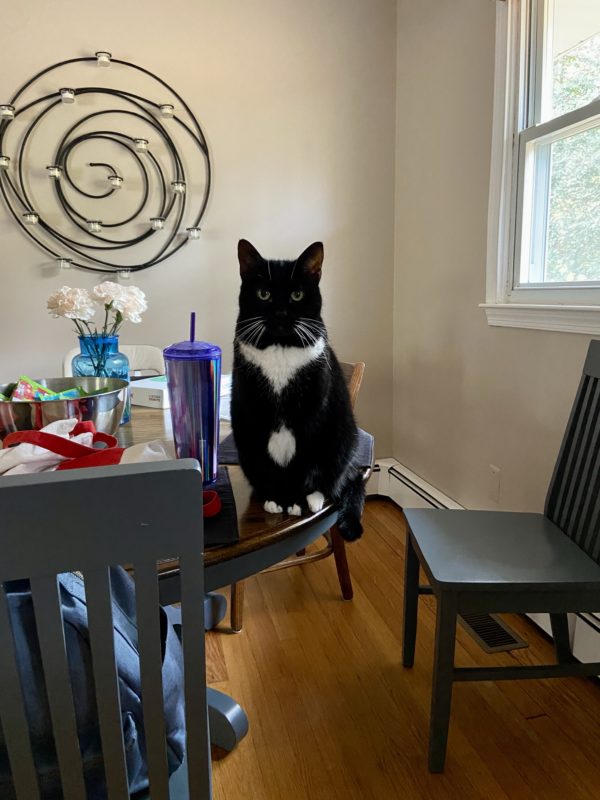 tuxedo cat sitting on the table.