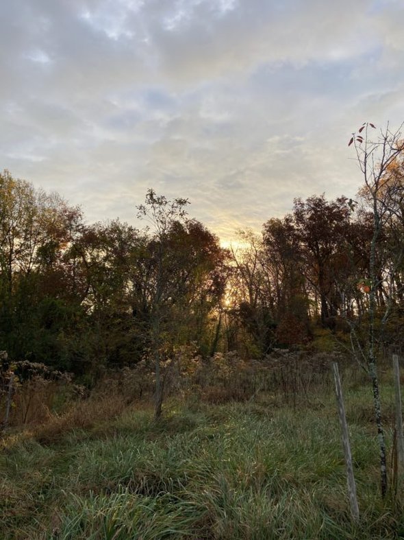 early morning sunshine through the trees.