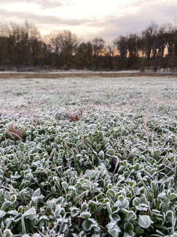 frost on grass.