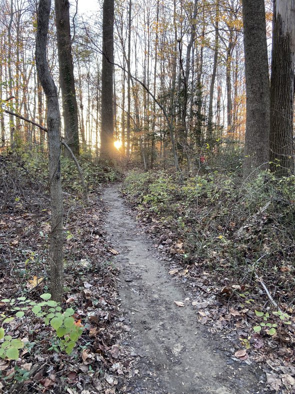 trail in the woods.