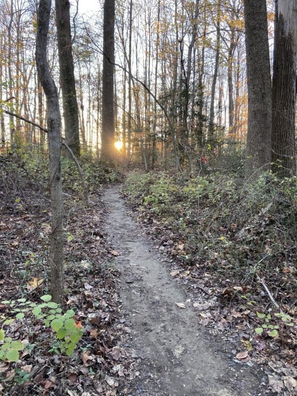 trail in the woods.