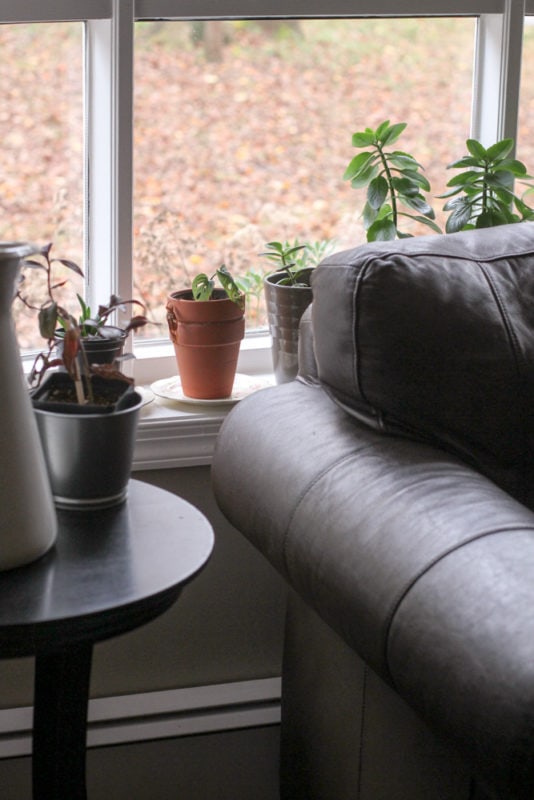 plants in window