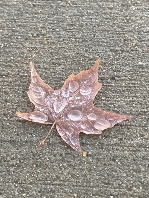 maple leaf with raindrops.