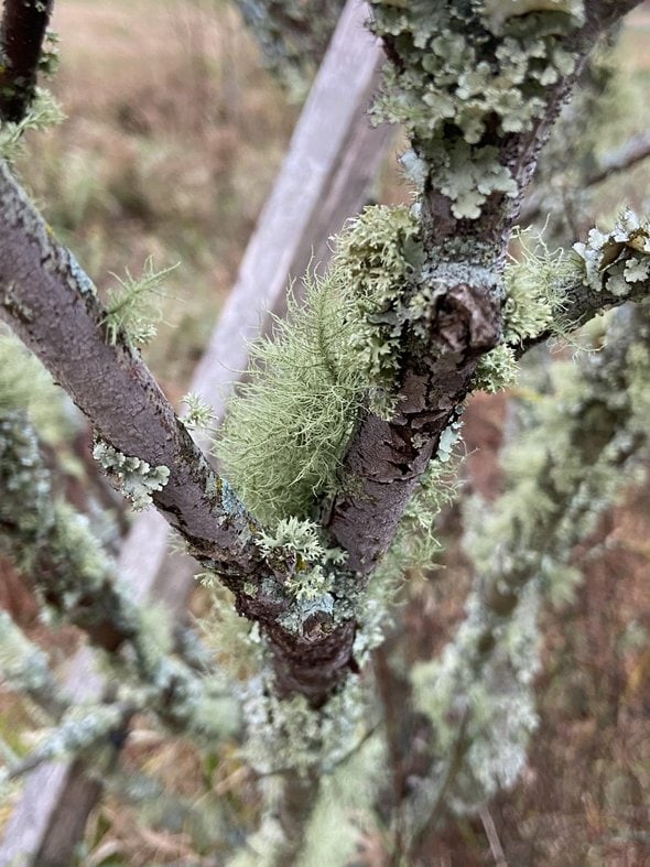 moss and lichens on a tree.