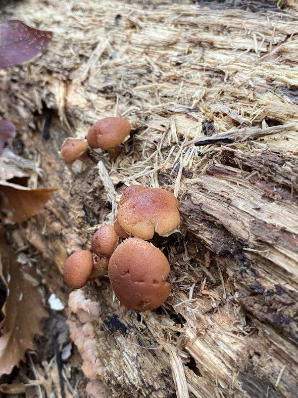 small brown mushrooms.