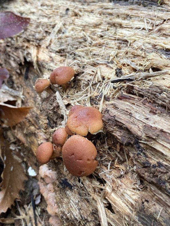 small brown mushrooms.