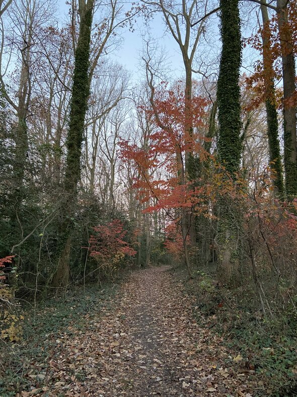 red leaves on a trail in the woods.