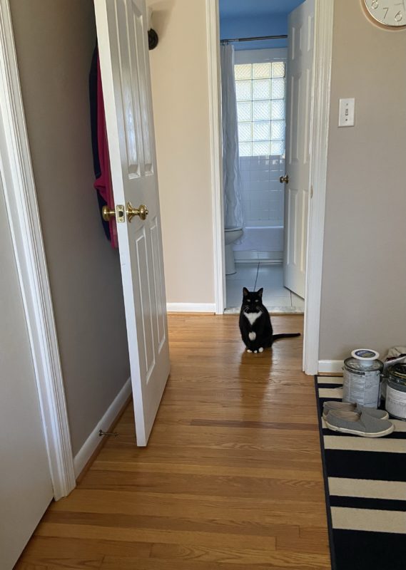 cat sitting in doorway.