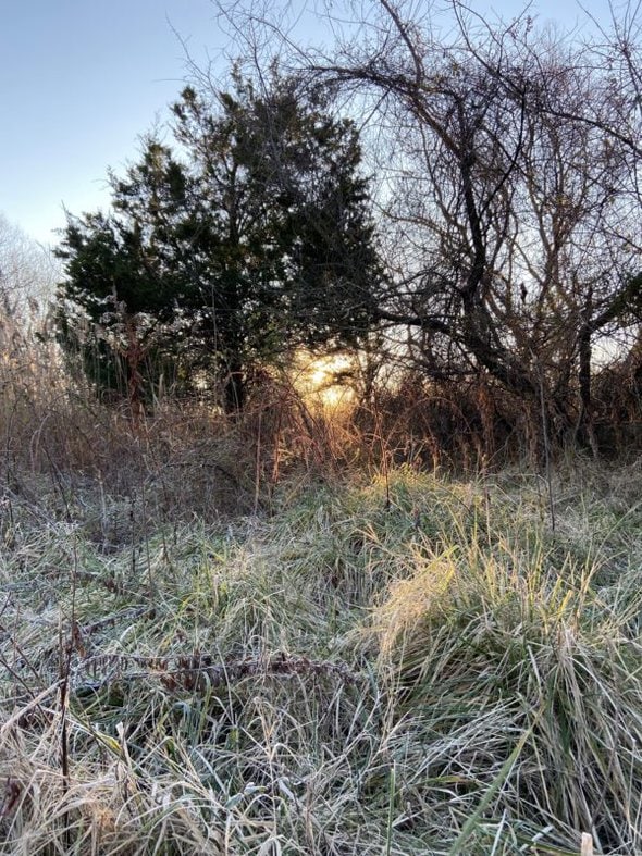 sun rising behind a tree.