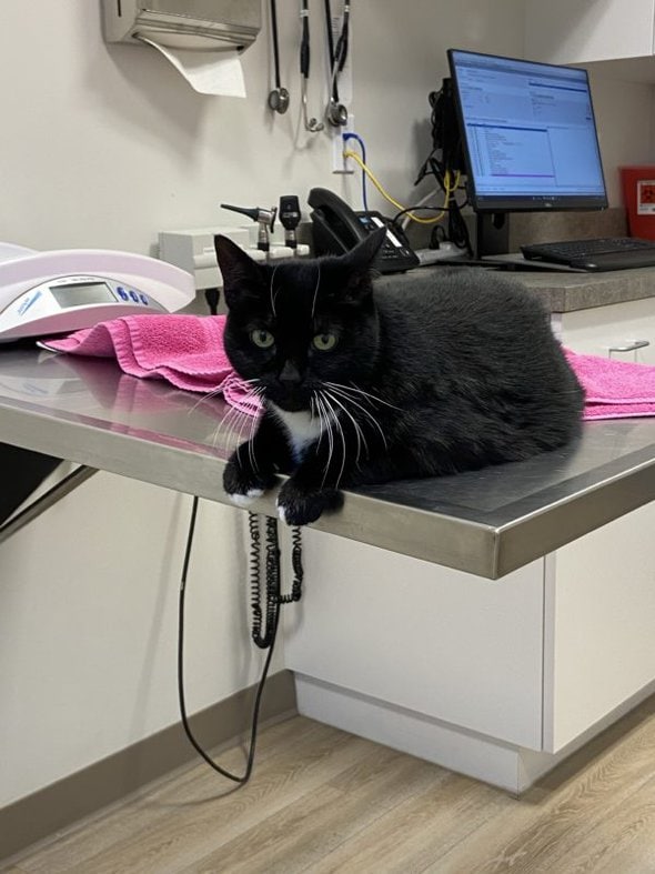 cat on vet table.