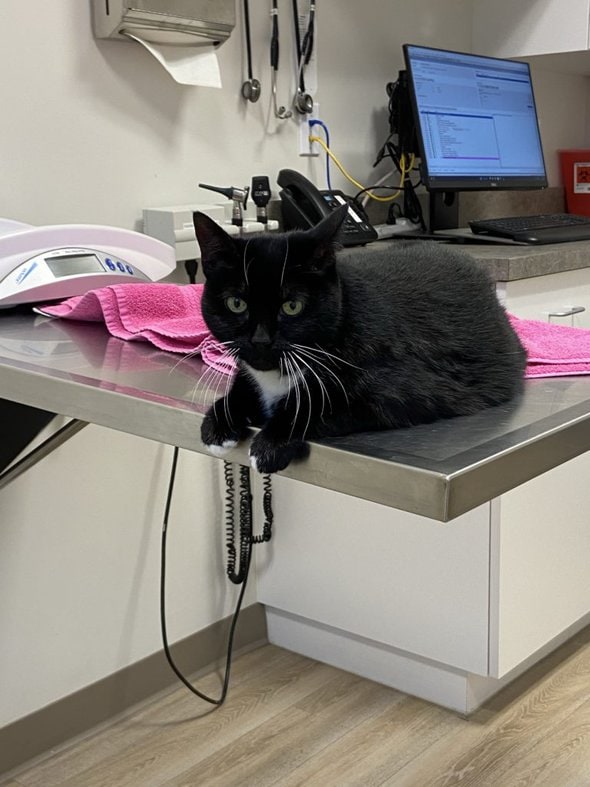 cat on vet table.