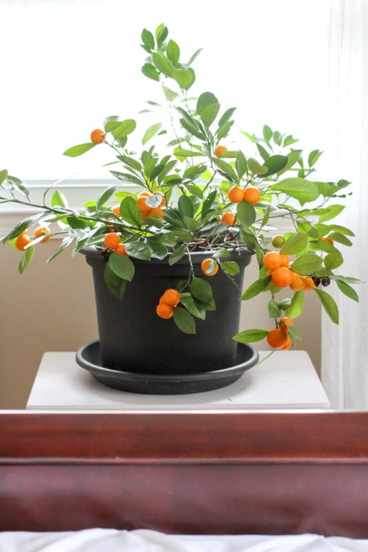 orange tree at foot of bed.