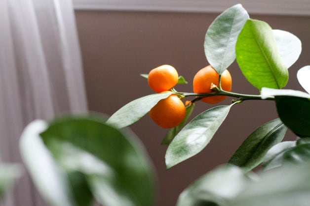 three small oranges on a tree.