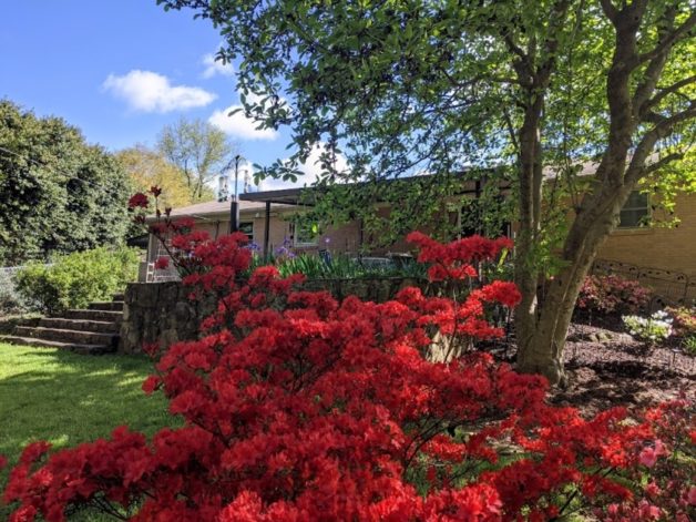 red azalea.