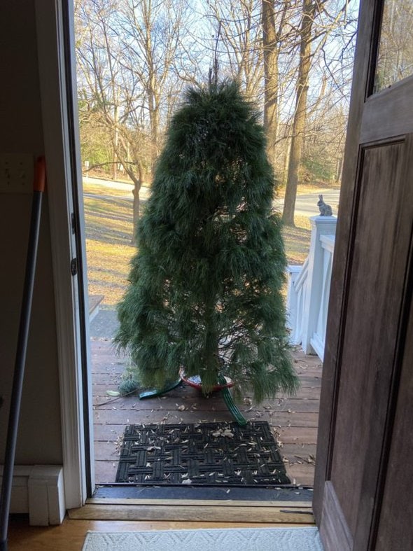 Christmas tree outside front door.
