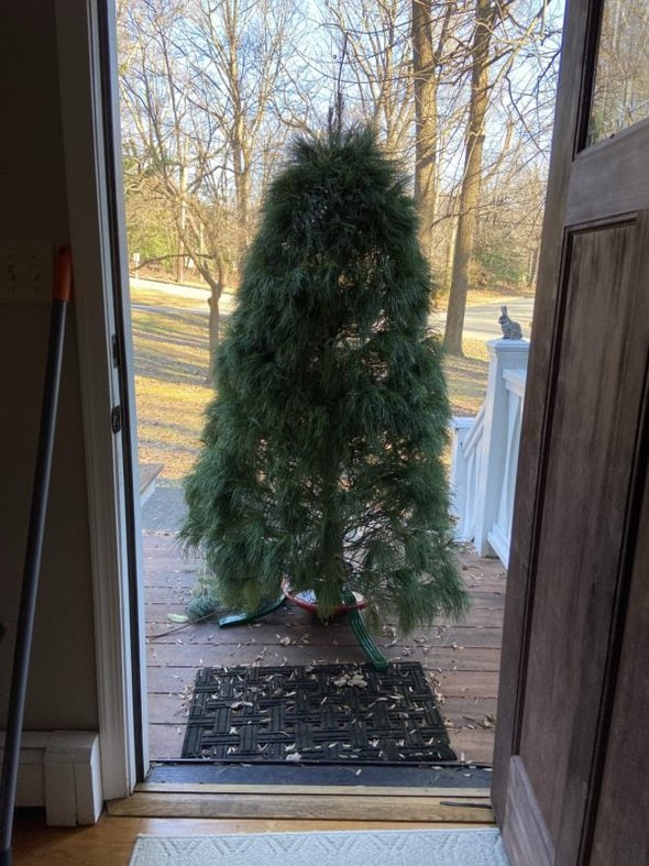 Christmas tree outside front door.