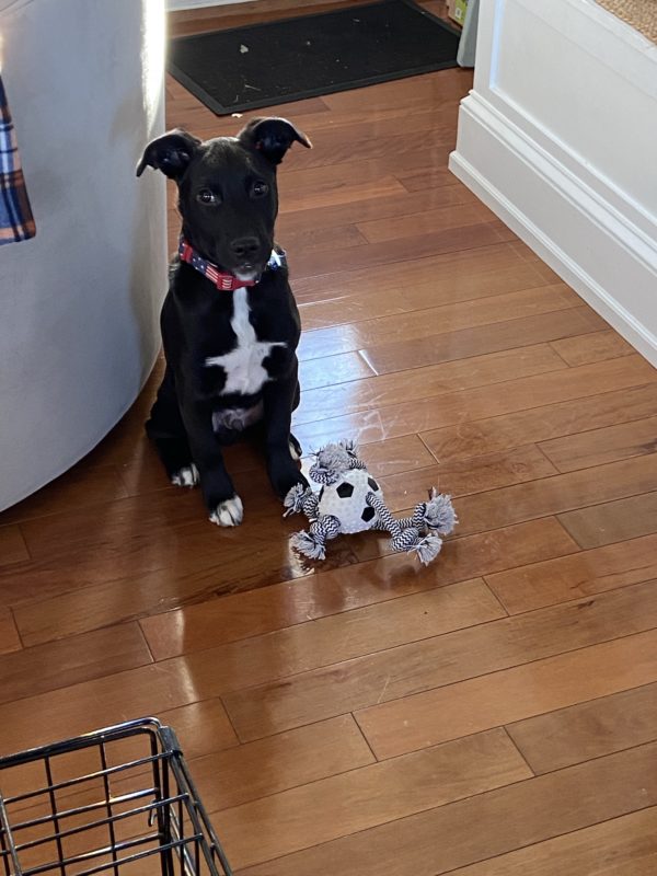 puppy with a toy.