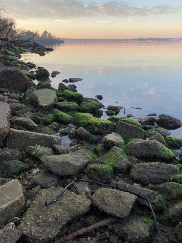 mossy rocks by a shoreline.