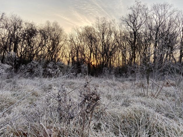 frozen grass in the morning.