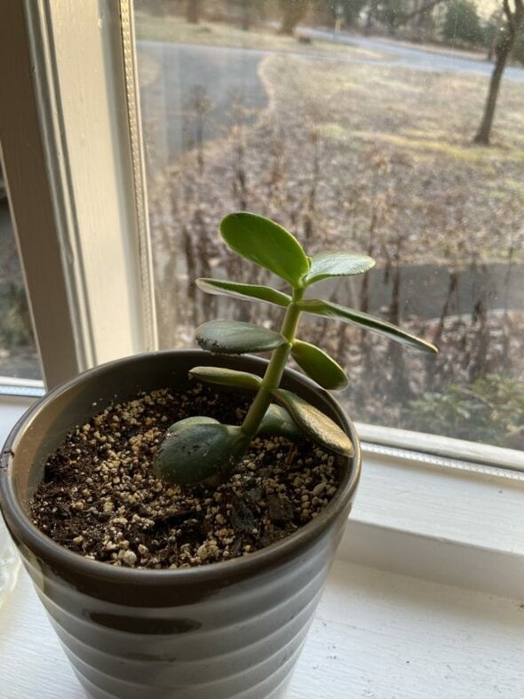 small jade plant.