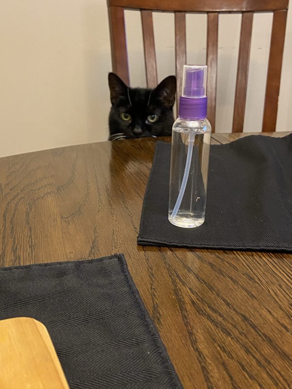 cat sitting at the table.
