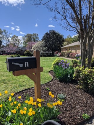 mailbox surrounded by daffodils.