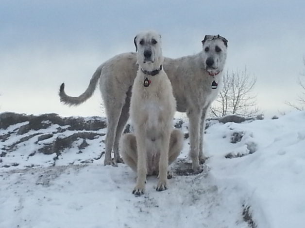 two wolfhounds.