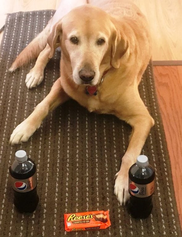 dog with soda and candy