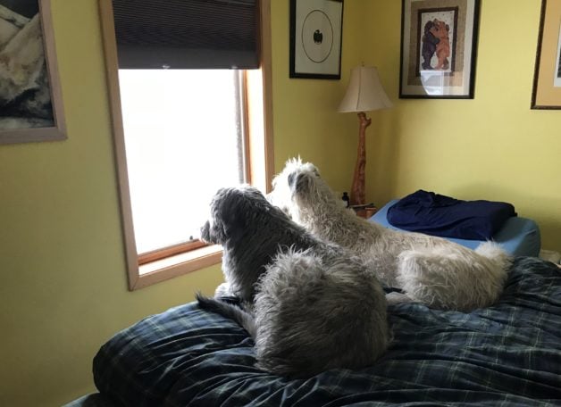 wolfhounds on bed.